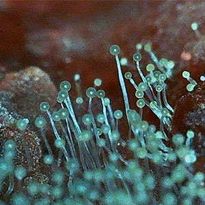 Mold on strawberry