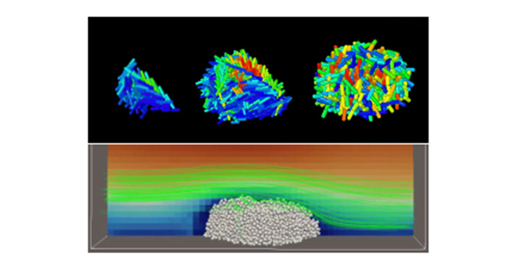 simulation of biofilm growth